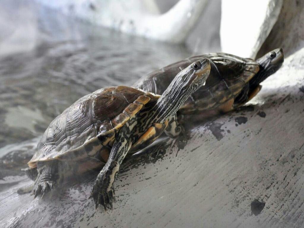 Aquarium Hotel Rijád Exteriér fotografie