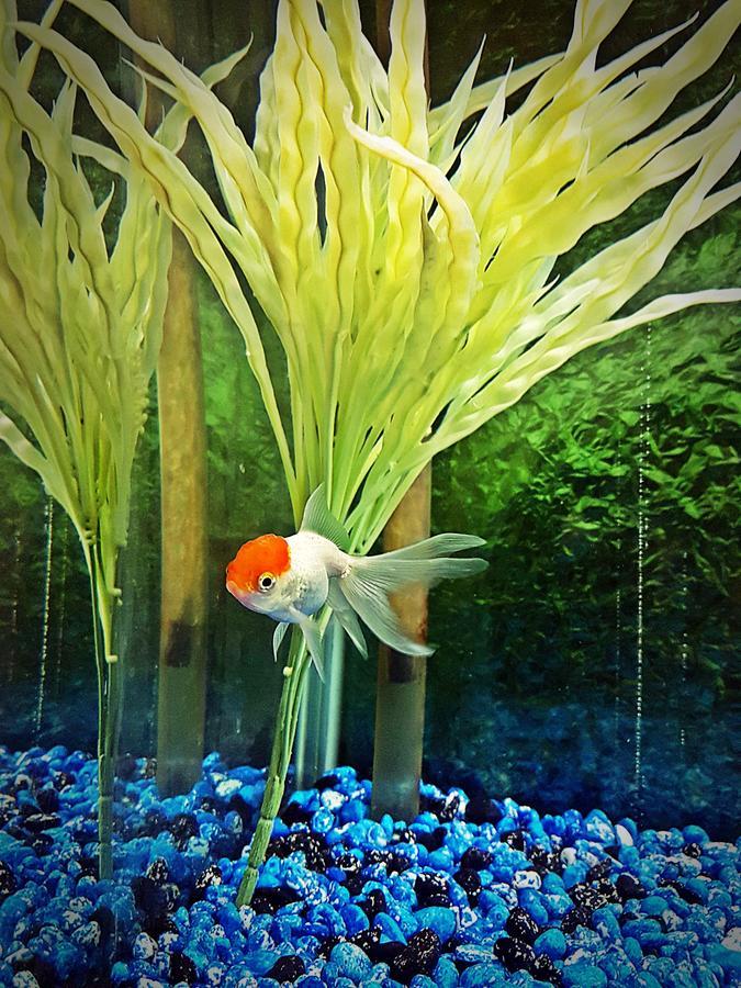 Aquarium Hotel Rijád Exteriér fotografie