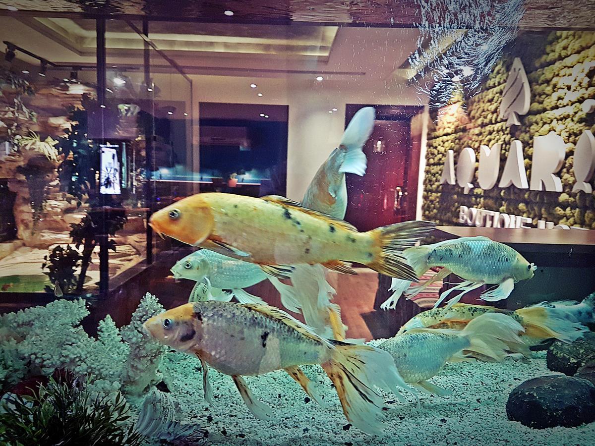 Aquarium Hotel Rijád Exteriér fotografie